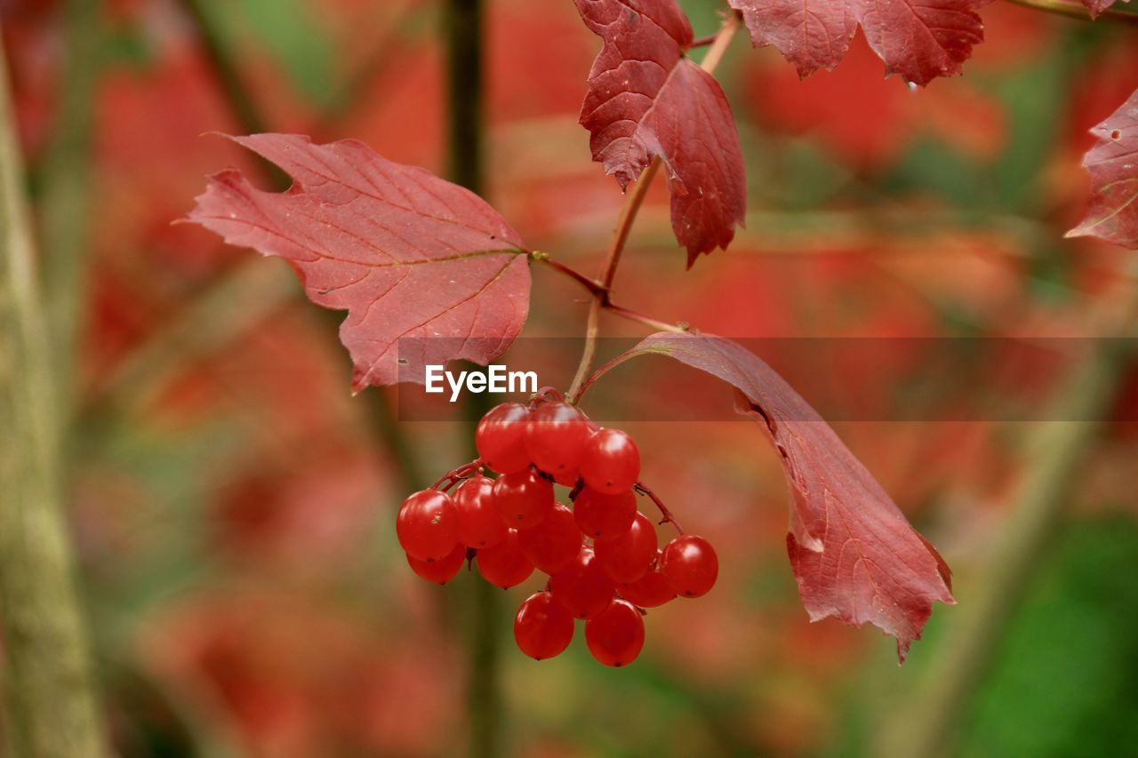 CLOSE-UP OF RED BERRIES GROWING ON TREE