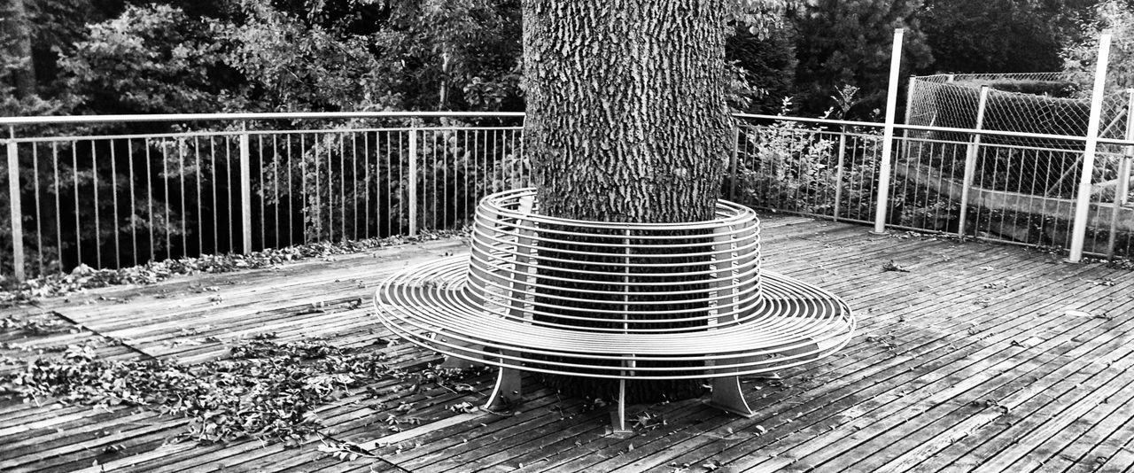 Tree surrounded by bench in park