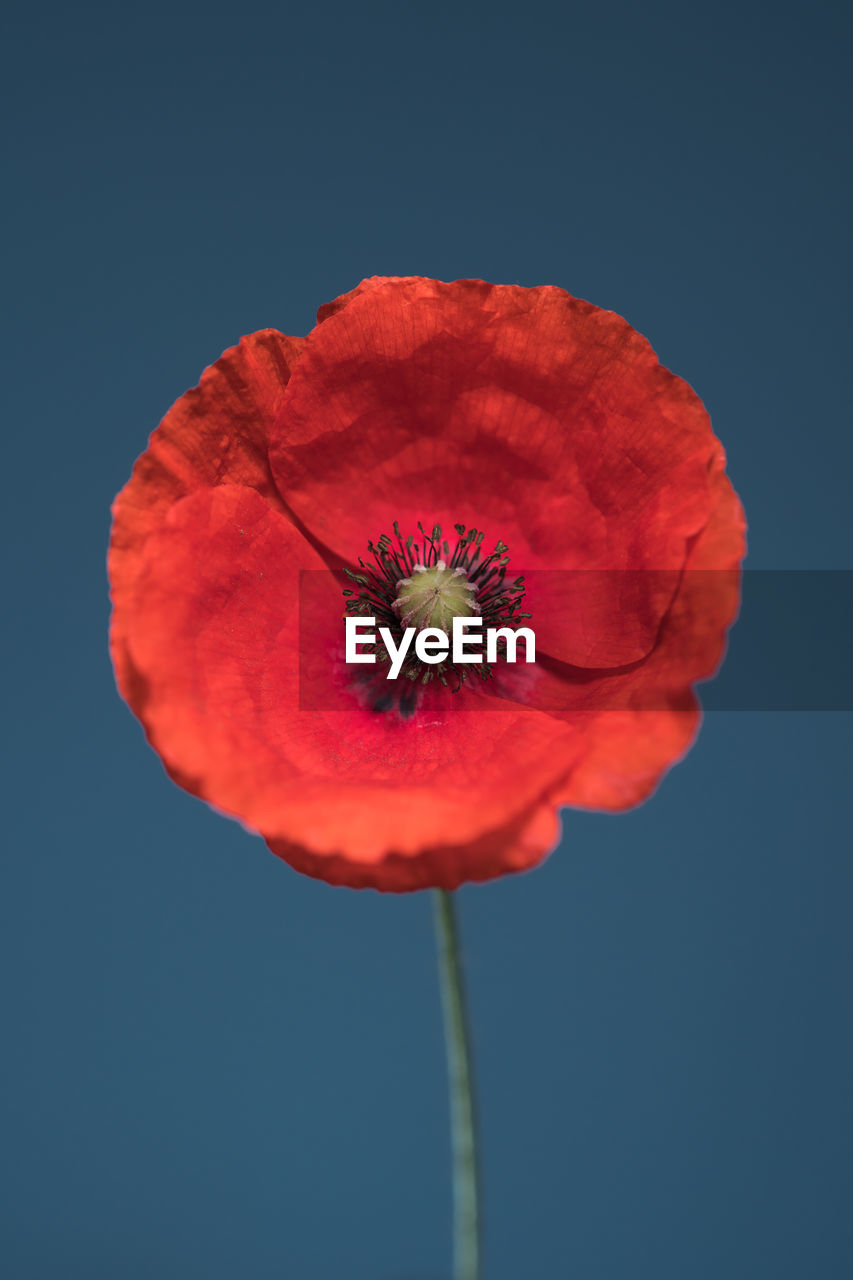 CLOSE-UP OF RED POPPY BLOOMING AGAINST CLEAR SKY
