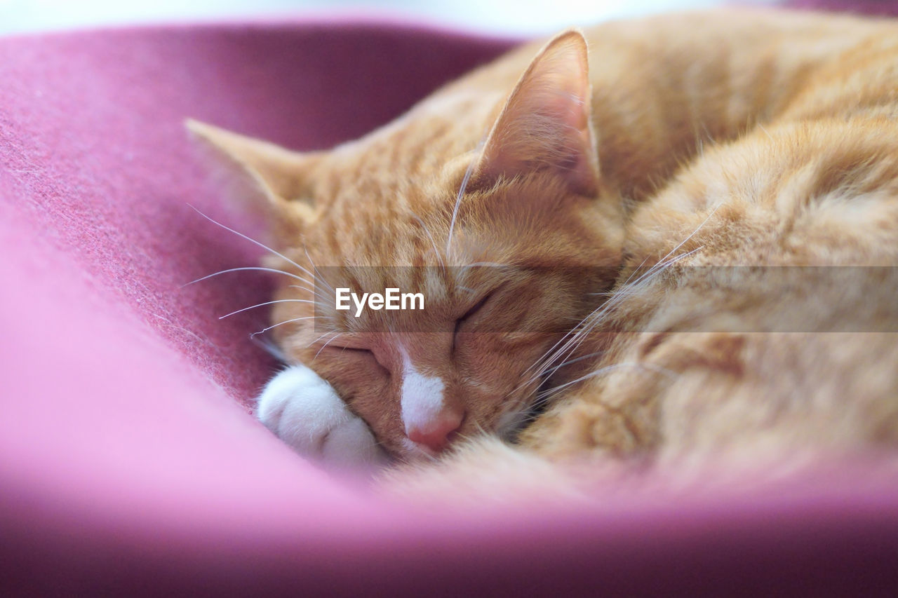 Close-up of cat