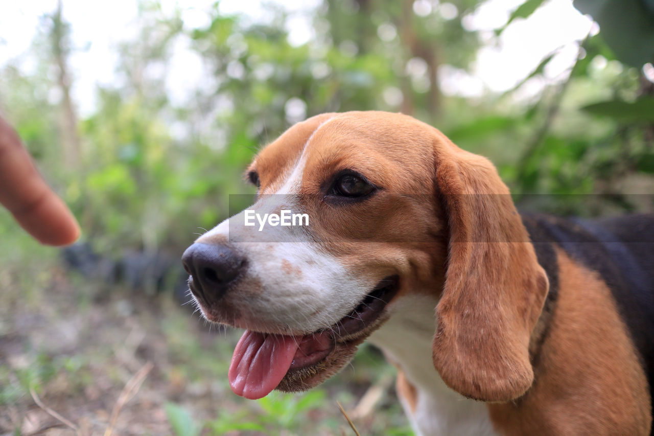 CLOSE-UP OF DOG LOOKING AWAY OUTDOORS