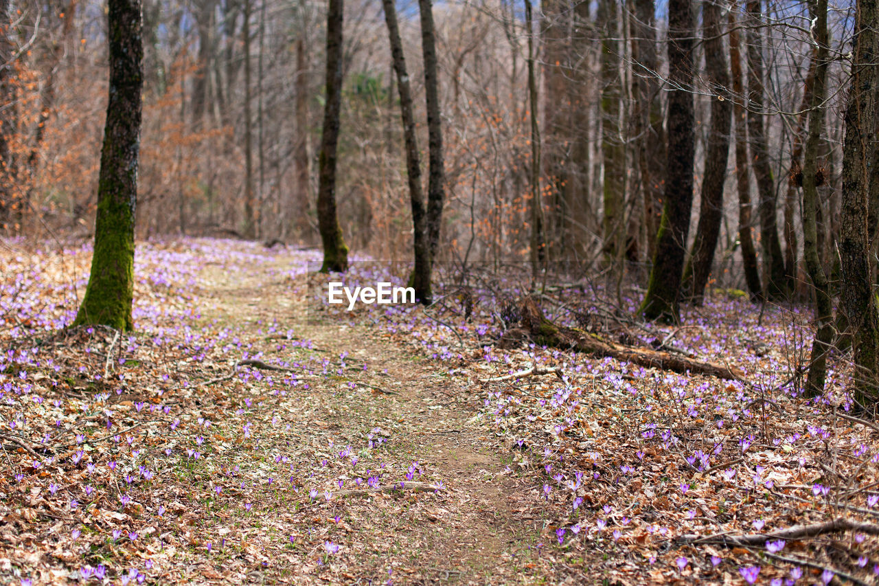 Spring forest with wild irises. purple march flowers blossom. path between flowers in the woods