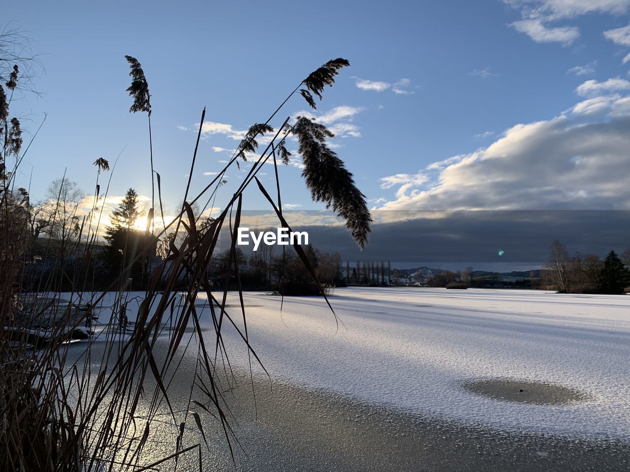 Scenic view of frozen trees against sky during winter