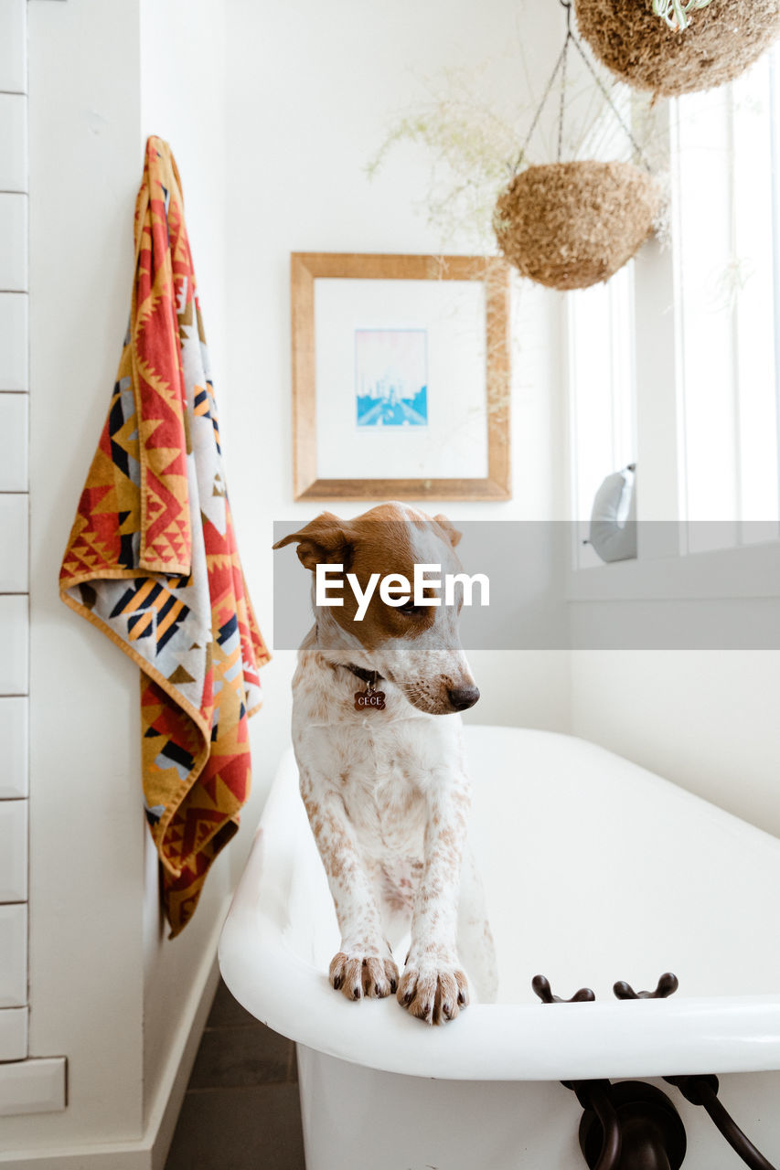 Mutt pup leans front paws on on a claw foot tub in stylized bathrooth