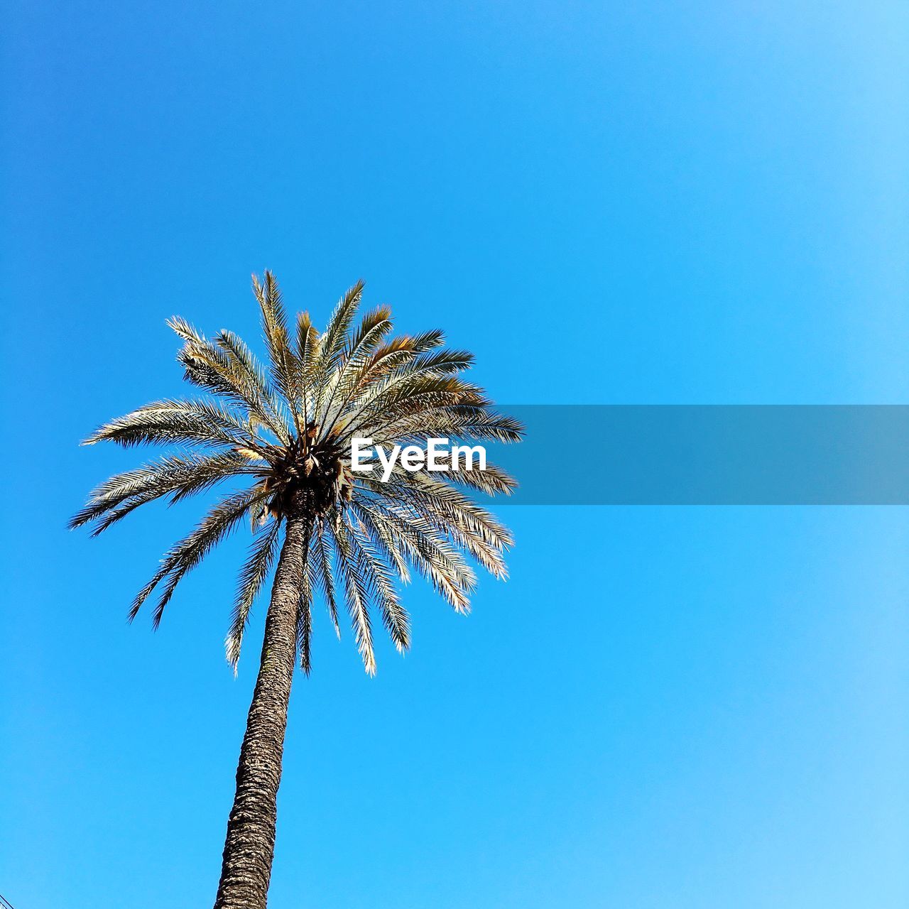 LOW ANGLE VIEW OF TREE AGAINST SKY