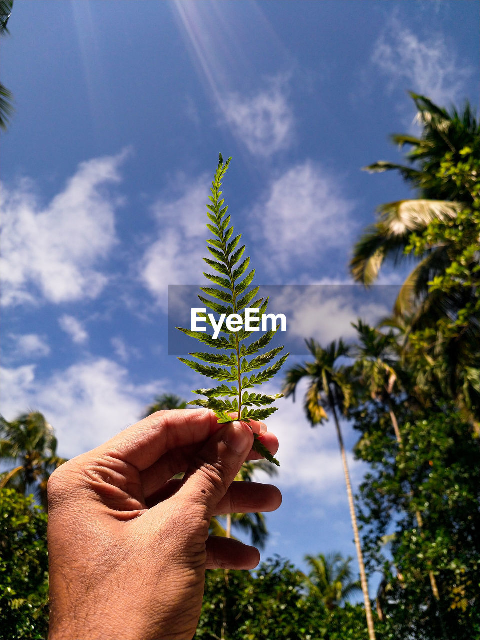 Midsection of person holding plant against sky