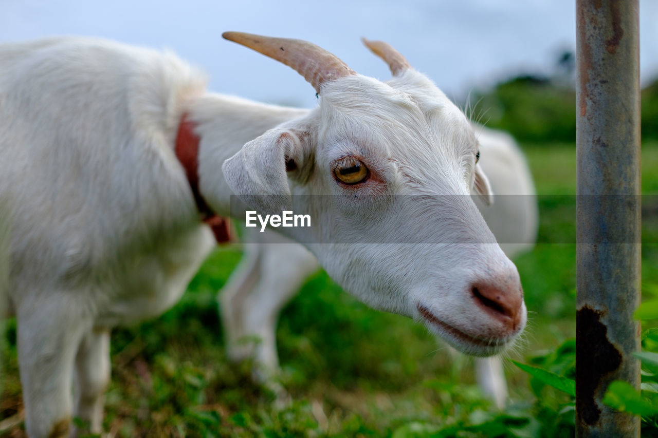 Close-up portrait of goat on field