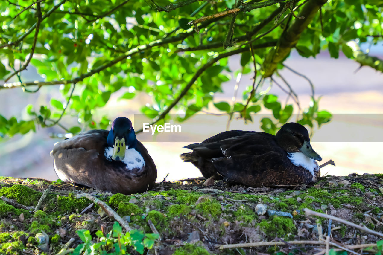 DUCKS IN A FOREST