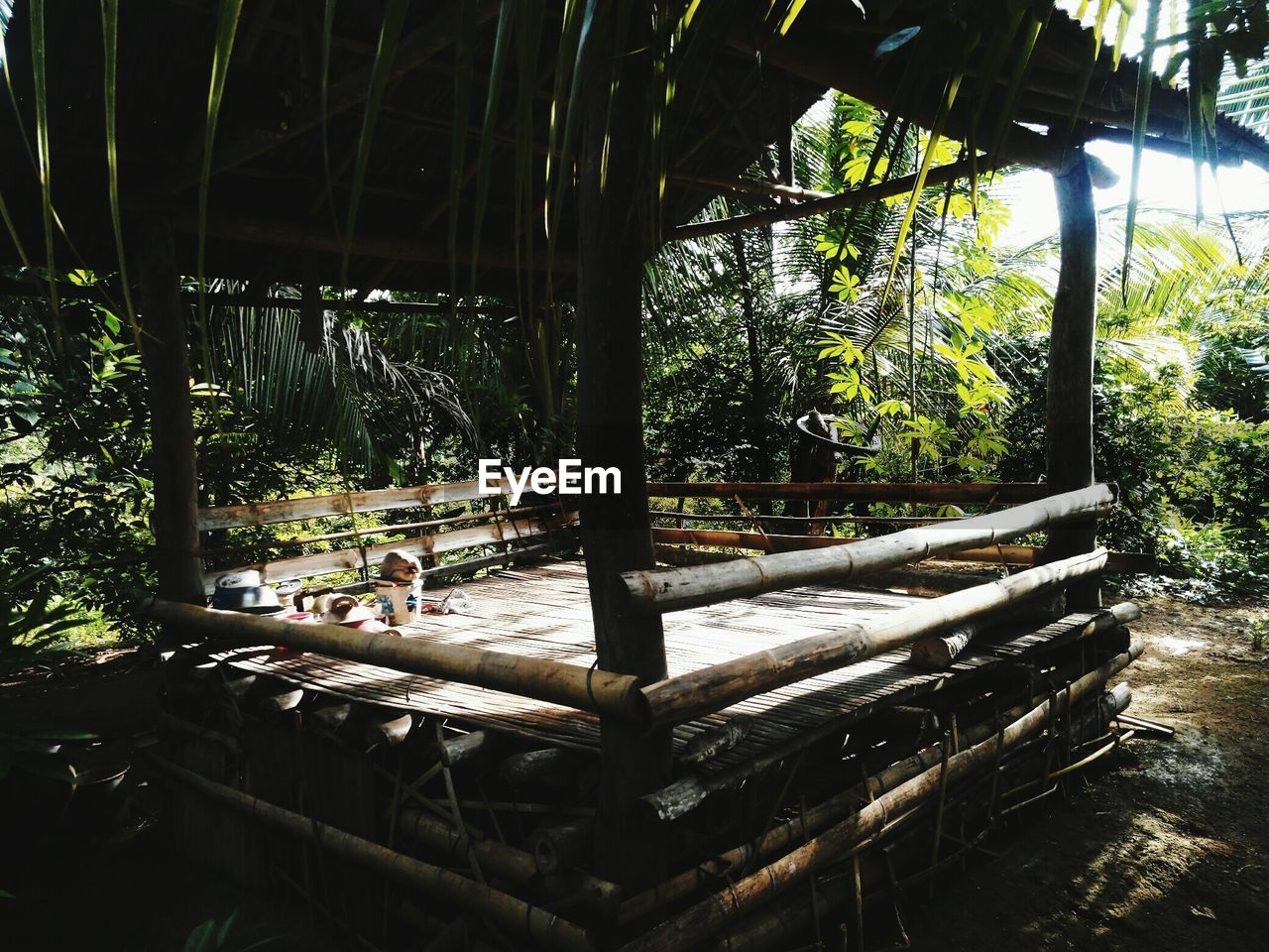 PLANTS IN GREENHOUSE AGAINST TREES