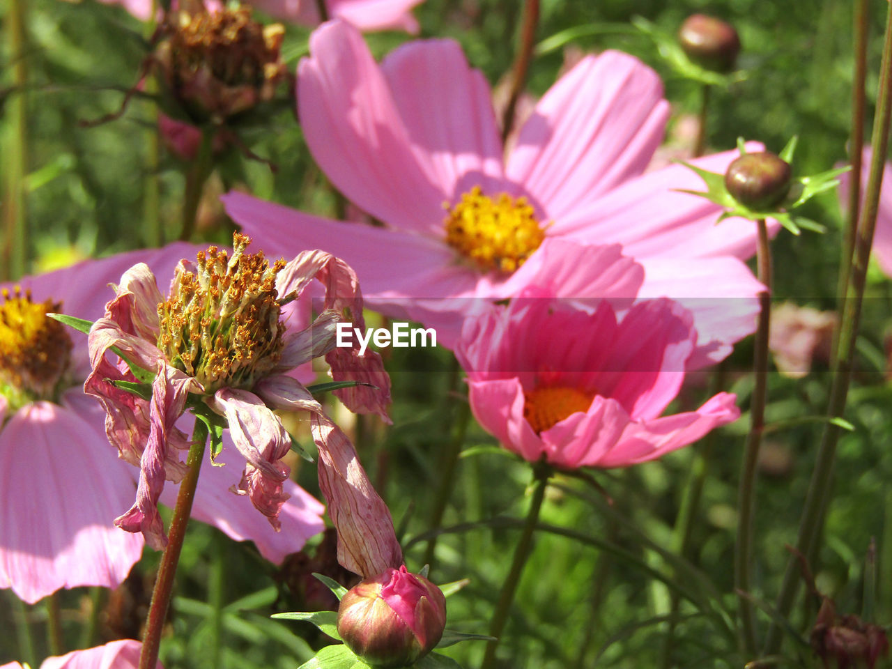 CLOSE-UP OF PINK FLOWERING PLANTS DURING RAINY SEASON