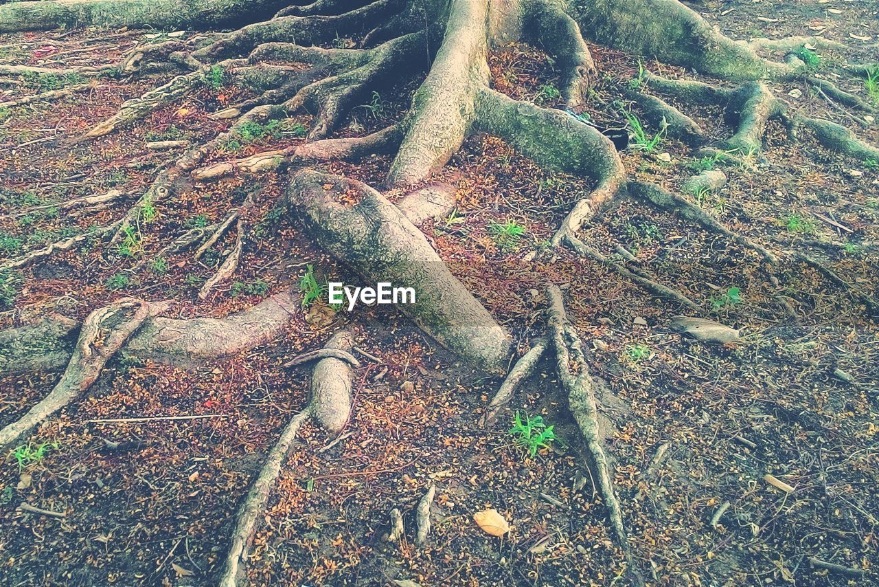 PLANTS GROWING ON TREE TRUNK