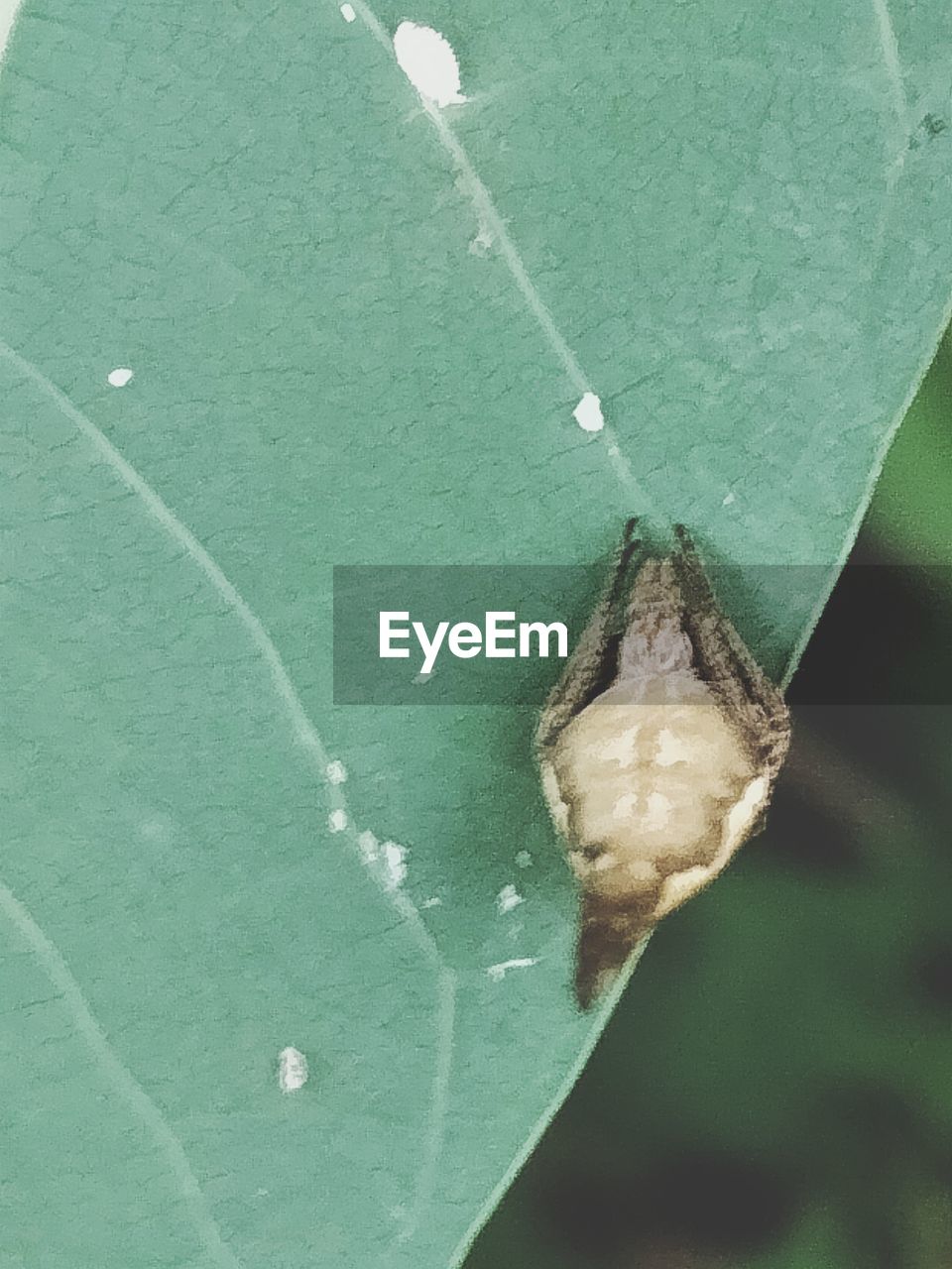 CLOSE-UP OF INSECT ON LEAF