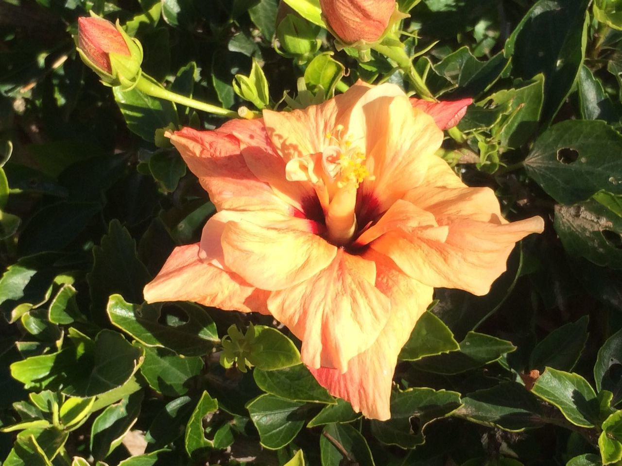 CLOSE-UP OF ORANGE FLOWER BLOOMING IN PARK