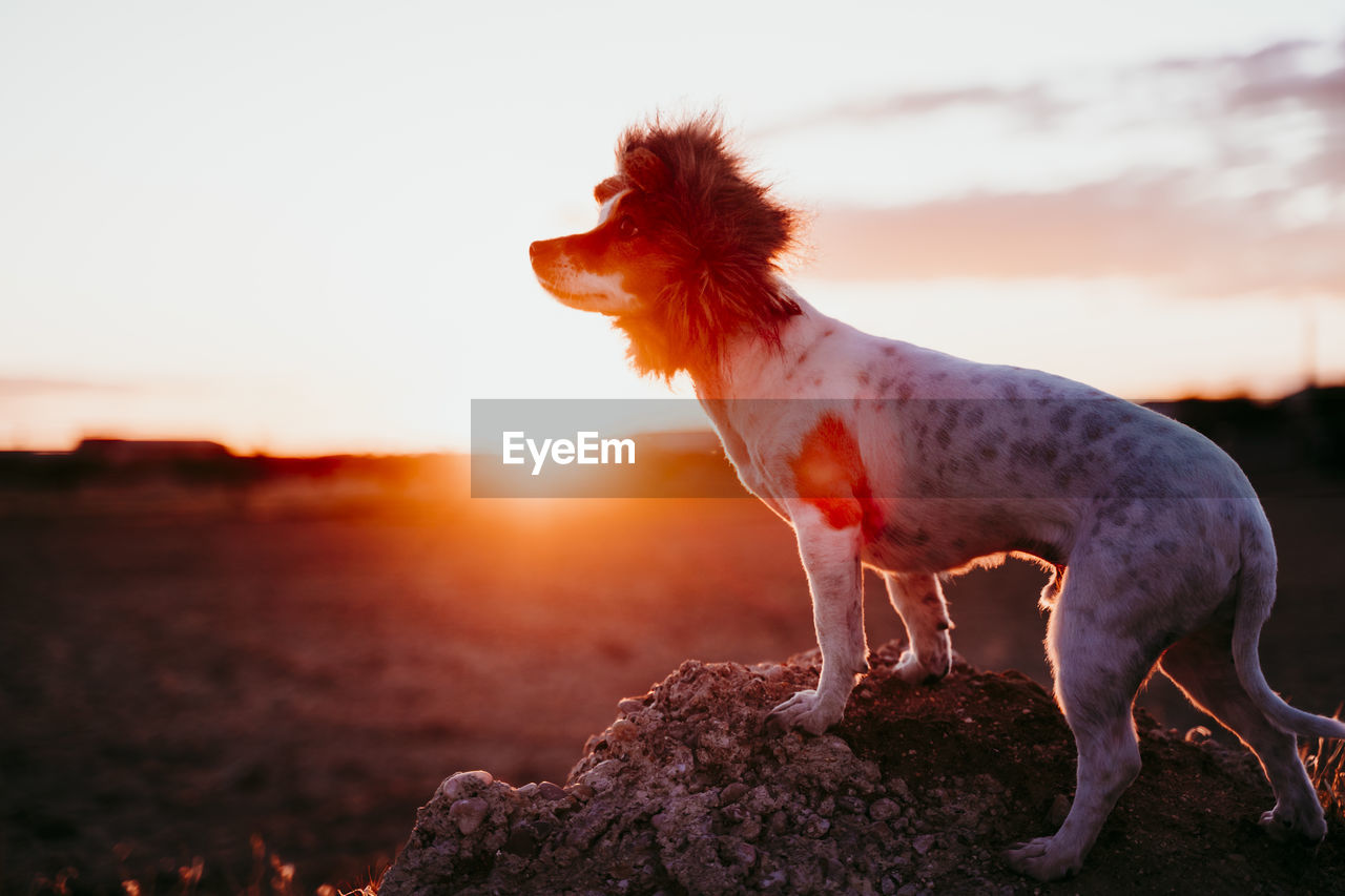 CLOSE-UP OF A DOG LOOKING AWAY