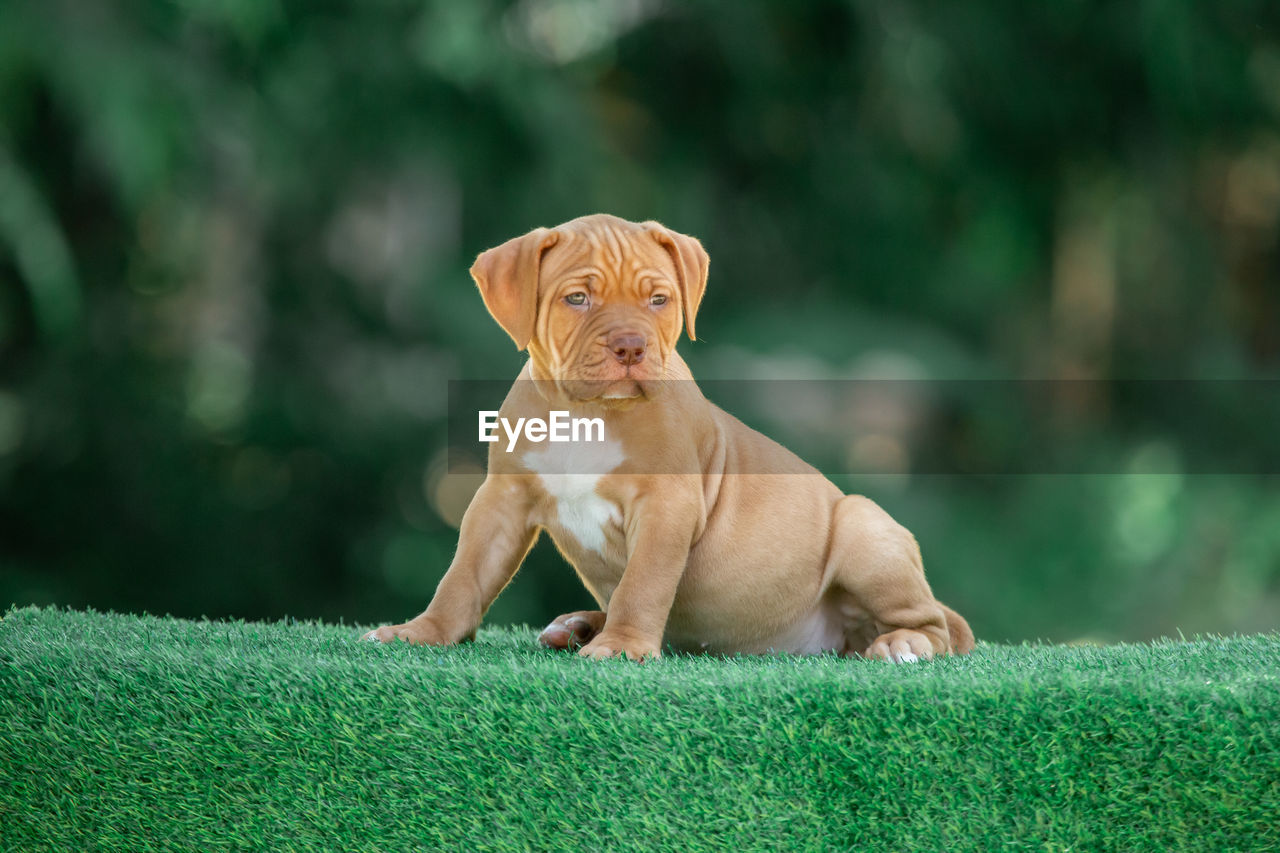 Dog looking away on field