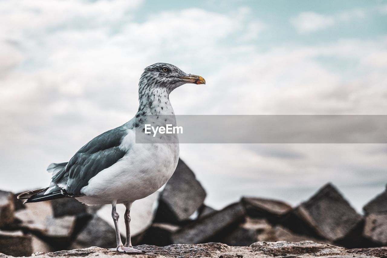 Close-up of seagull perching on rock against sky