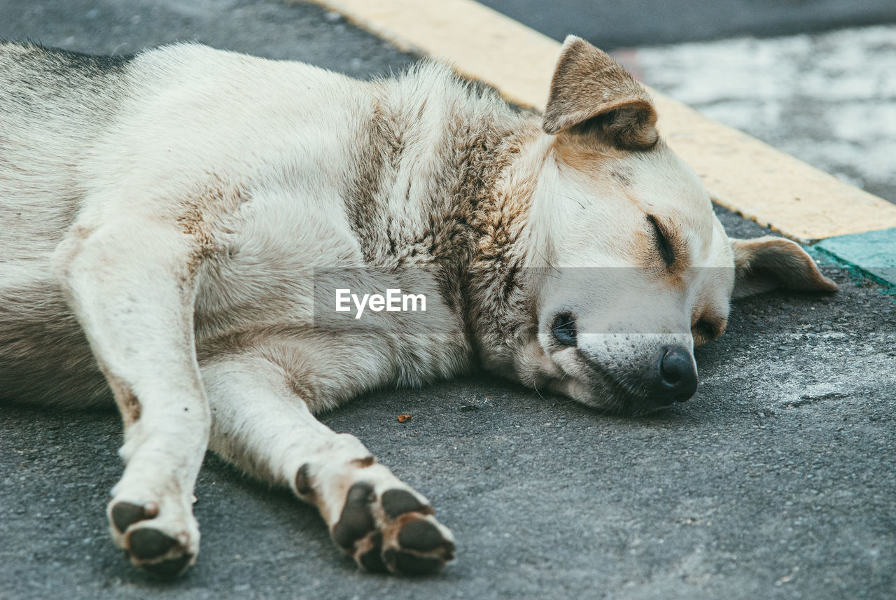 DOG SLEEPING ON FOOTPATH