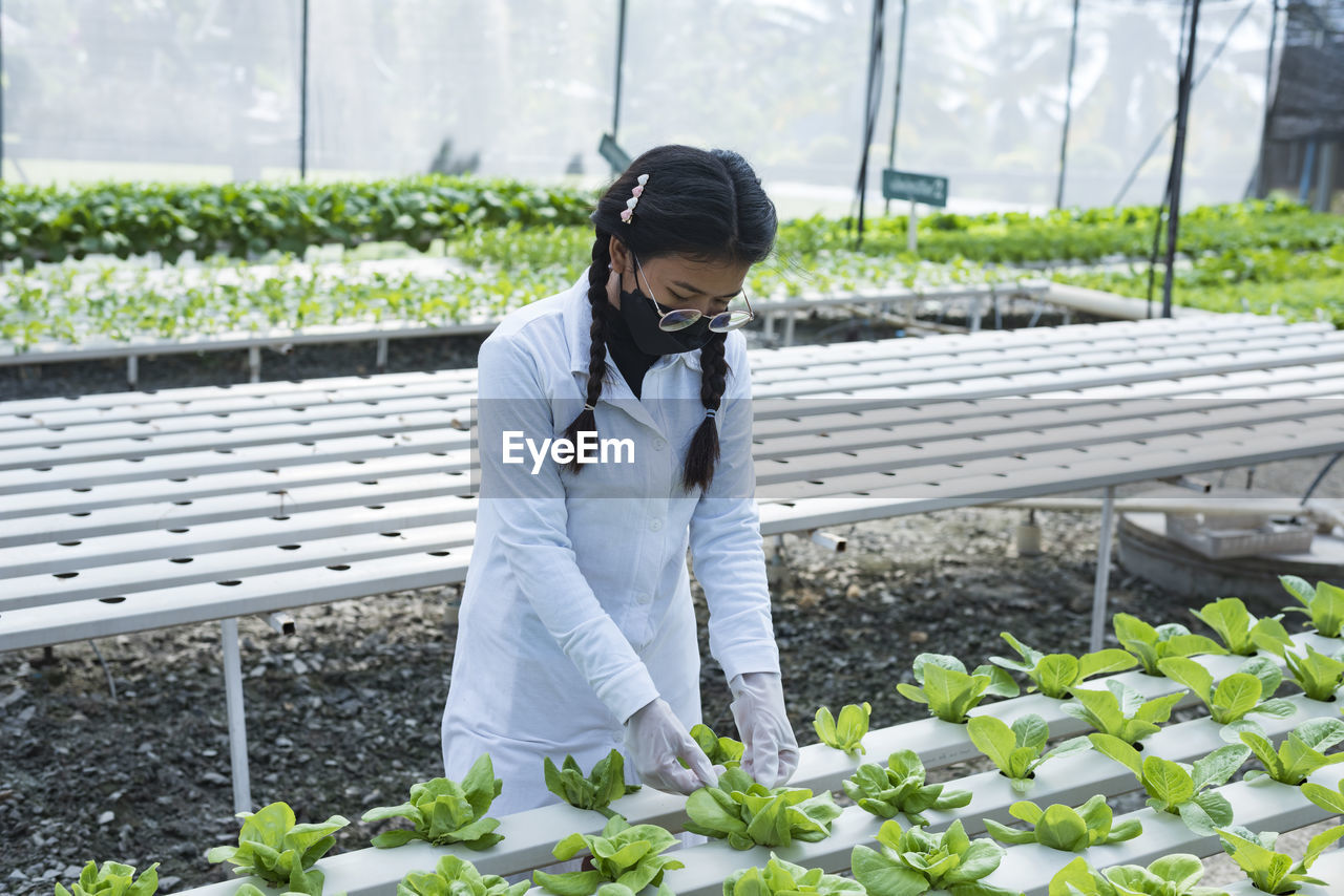 Happy young asian farmer checking green lettuce salad organic hydroponic vegetables in nursery farm.