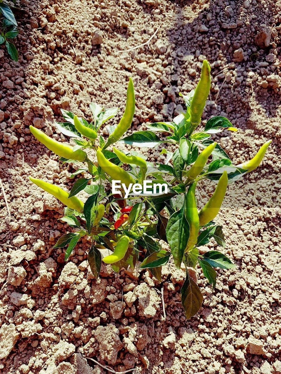 CLOSE-UP OF PLANTS