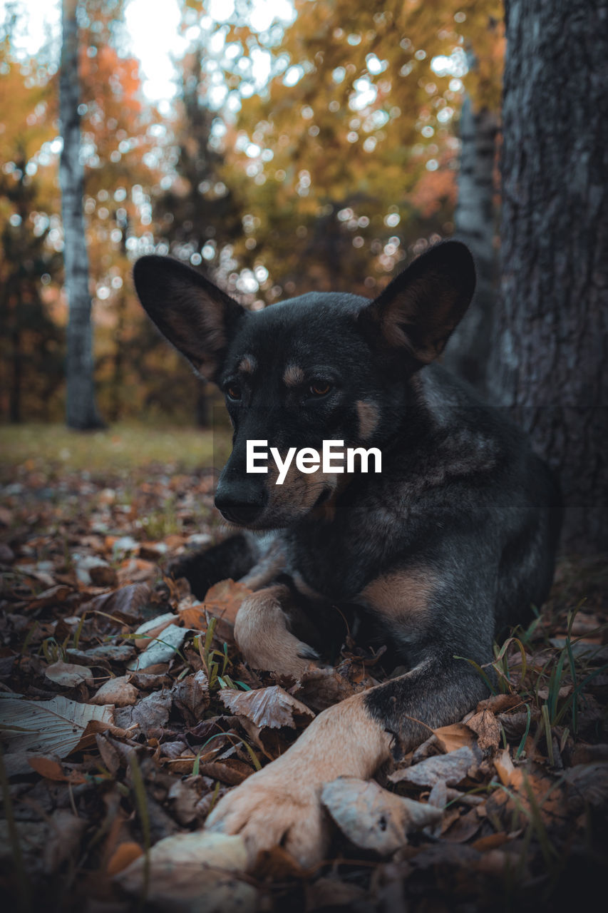 Close-up of a dog in forest