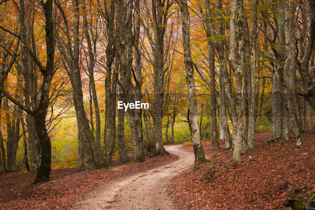 Road amidst trees in forest during autumn