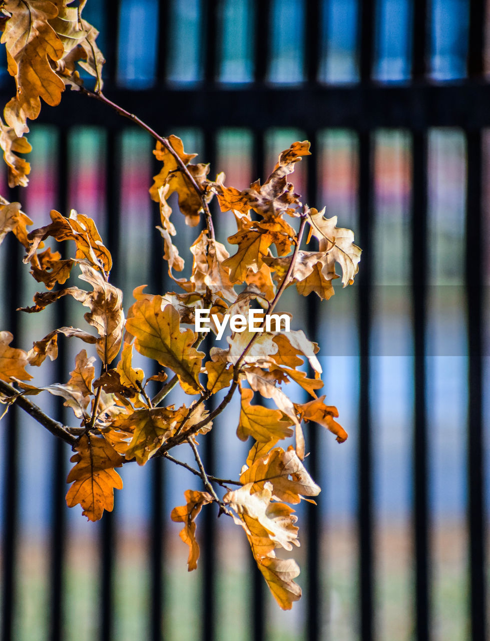 Close-up of wilted plant during autumn