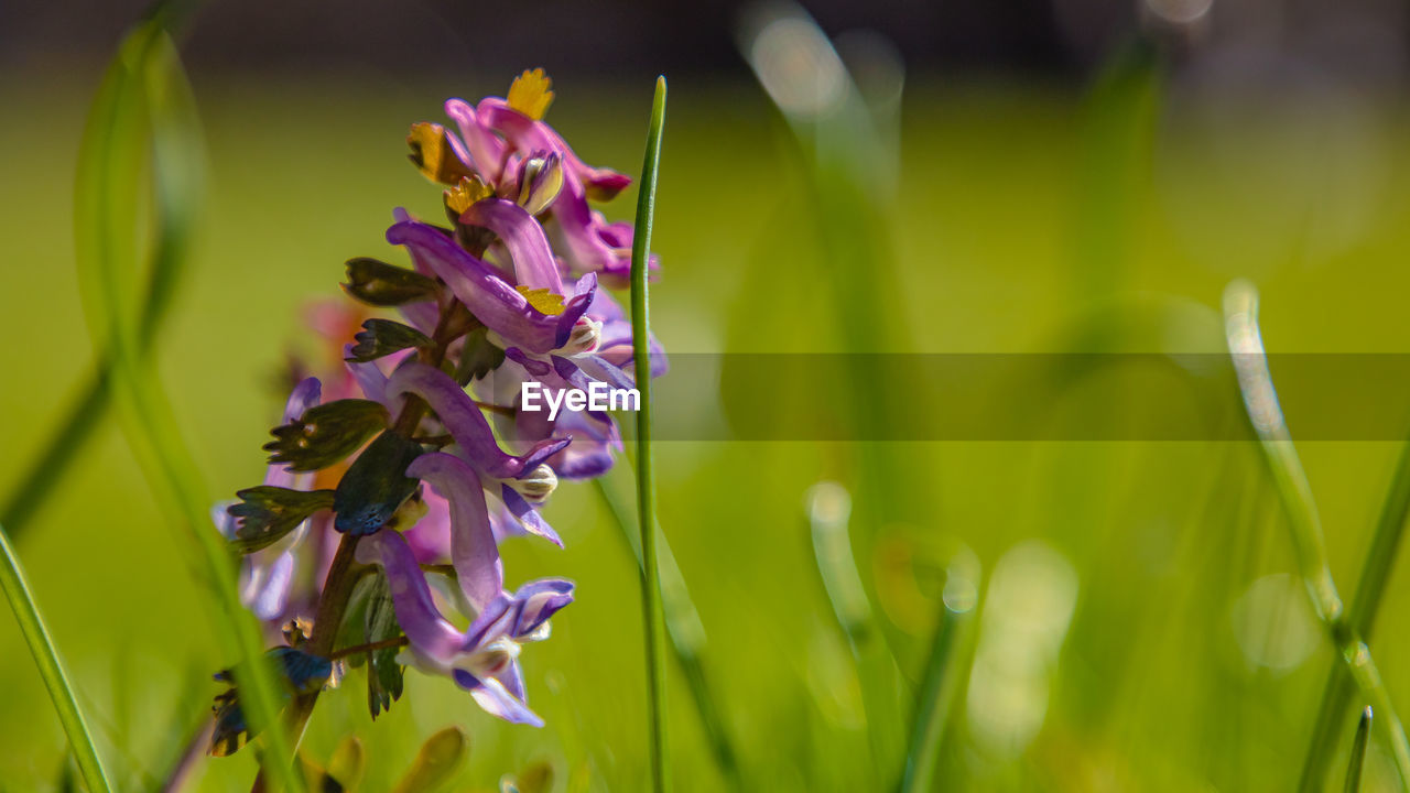 Close-up of purple flowers blooming outdoors