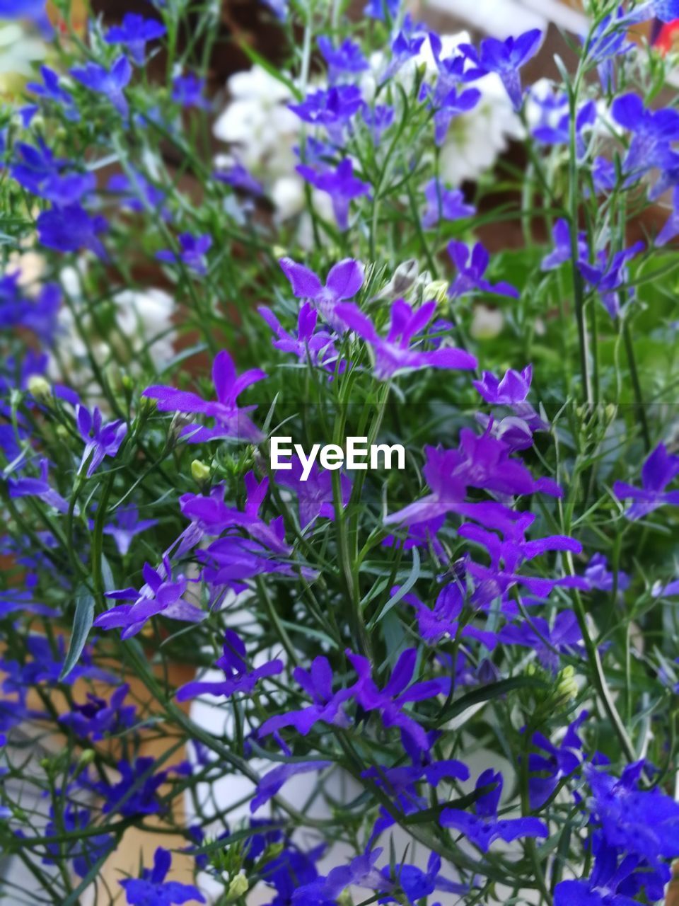 CLOSE-UP OF PURPLE FLOWERS