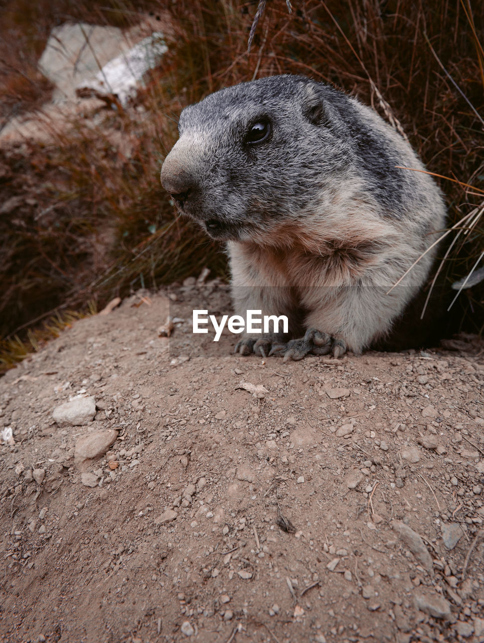 Close-up of marmot on rock