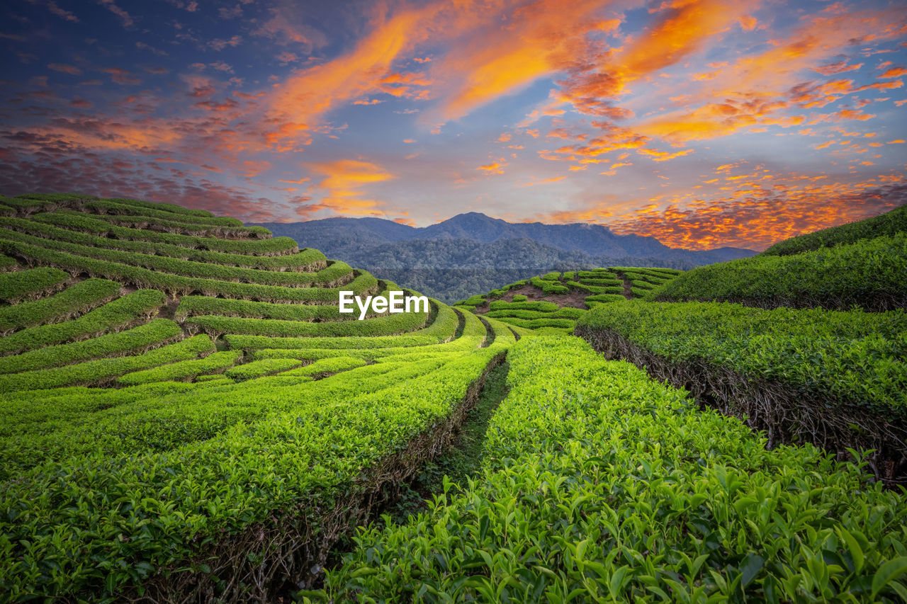 Scenic view of agricultural field against sky during sunset