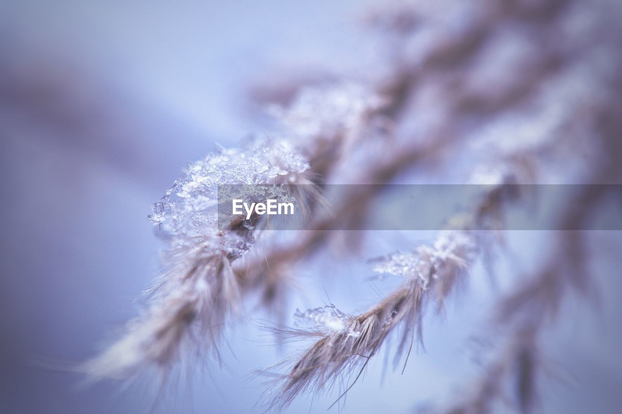 CLOSE-UP OF FROST ON PLANT