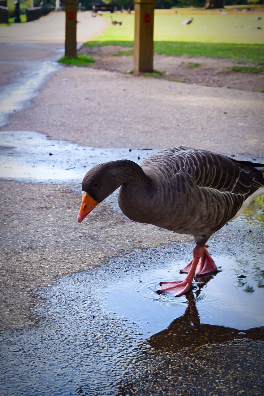 CLOSE-UP OF BIRD