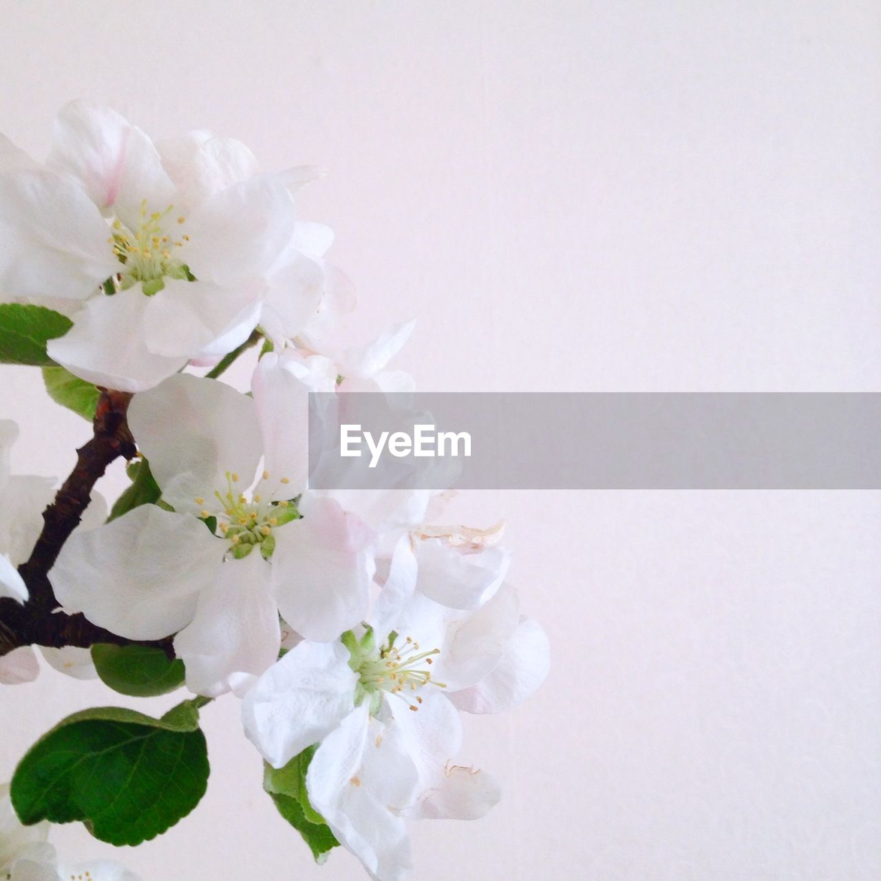 Close-up of apple blossom against white background