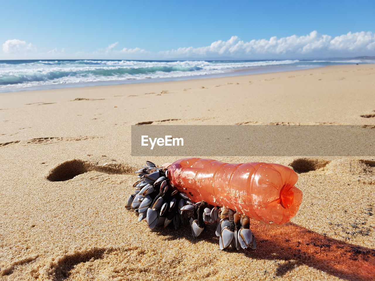 High angle view of bottle with mussel at beach