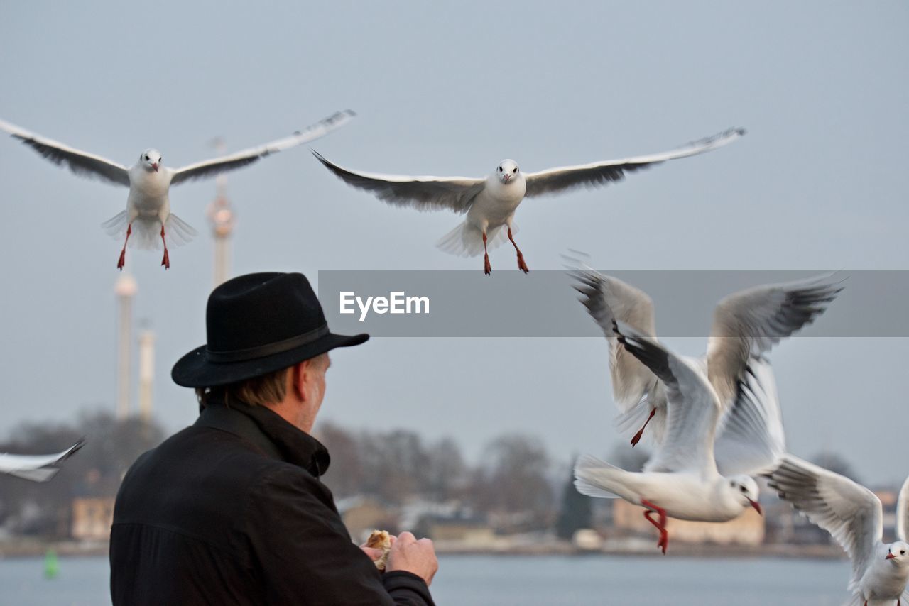 Man feeding seagulls flying against clear sky