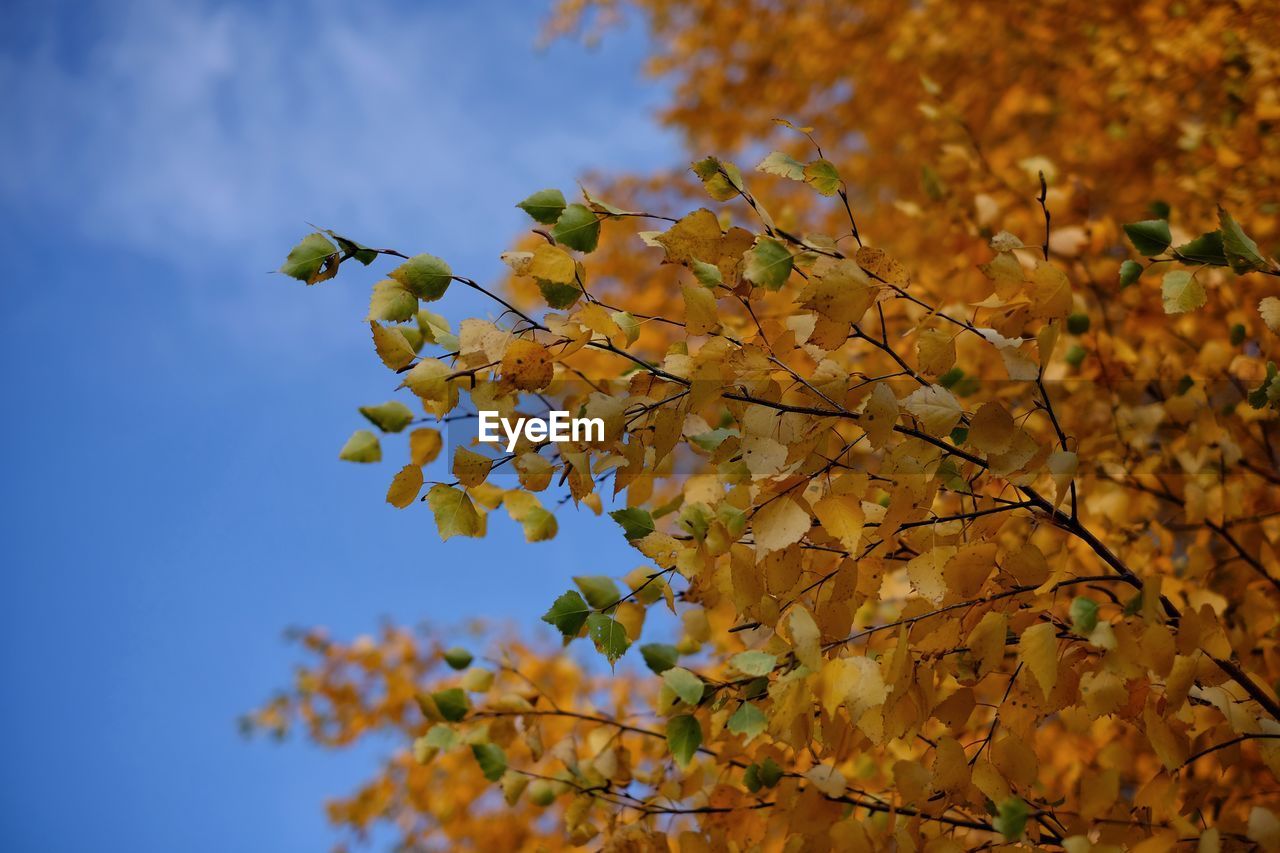 Low angle view of tree against sky