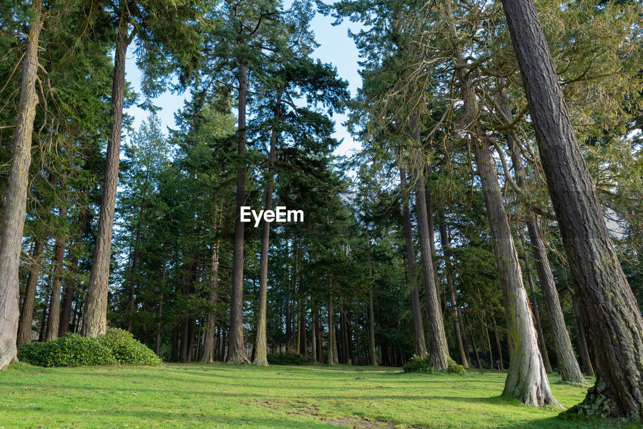 View of trees in forest