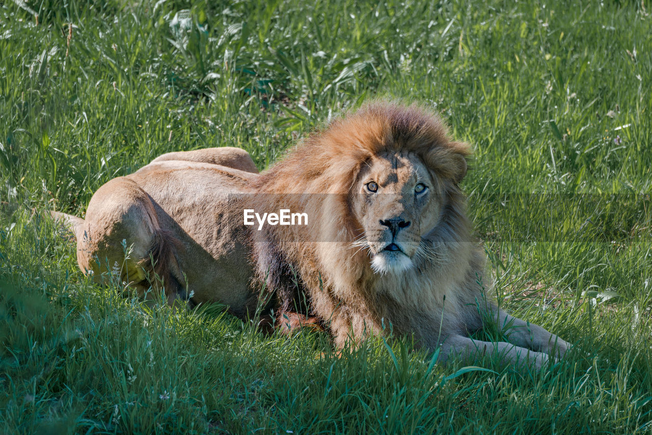 Male lion lying down looks at camera