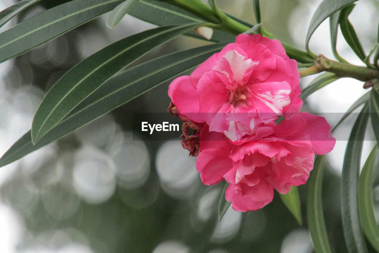 Close-up of pink flowers blooming outdoors