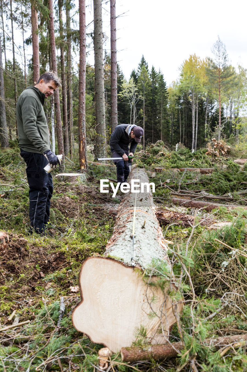 Men measuring cut tree trunk