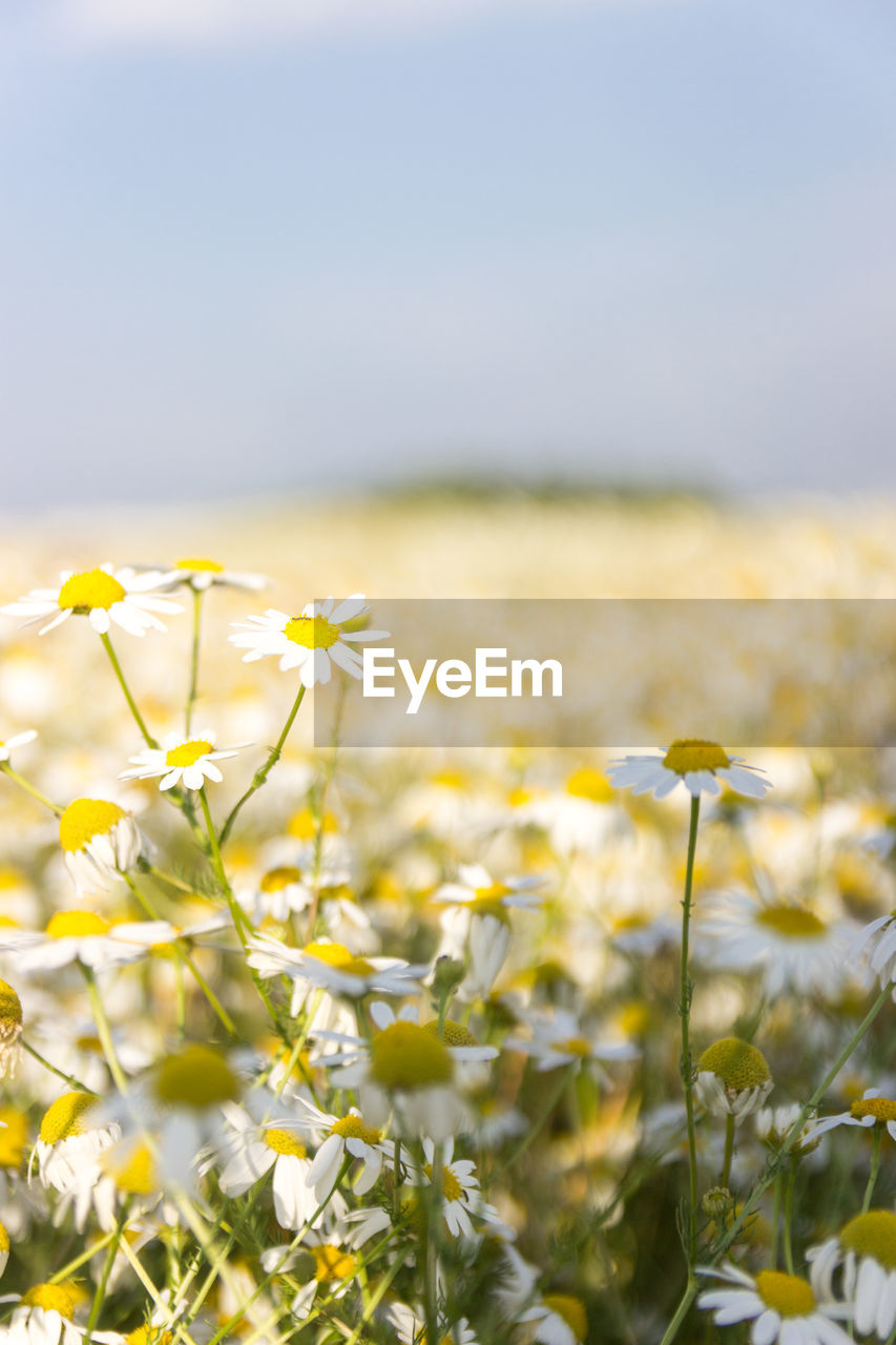 Close-up of yellow flowering plants on field