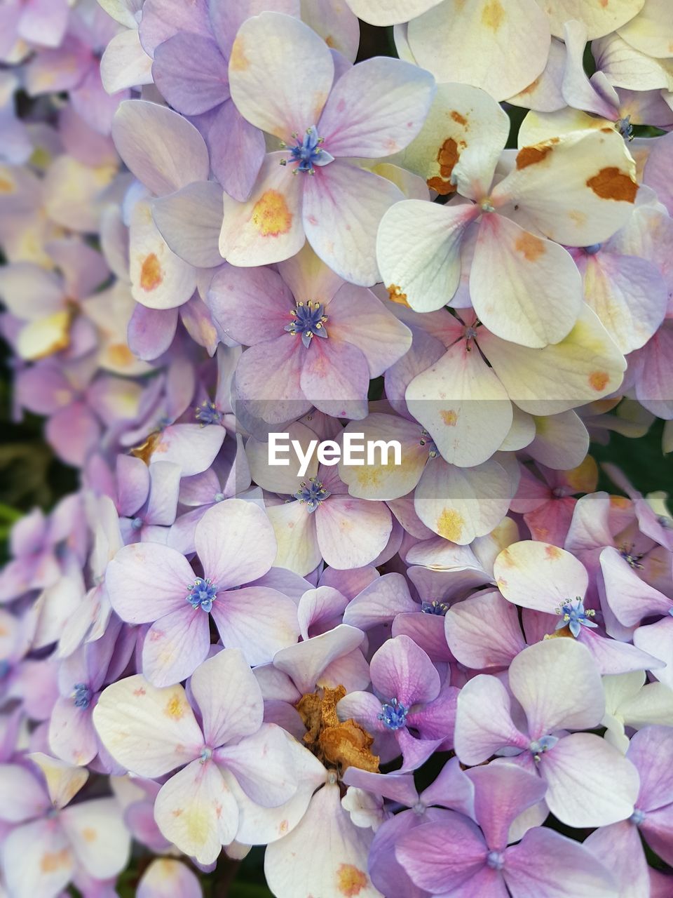 FULL FRAME SHOT OF FRESH FLOWERS BLOOMING IN PARK