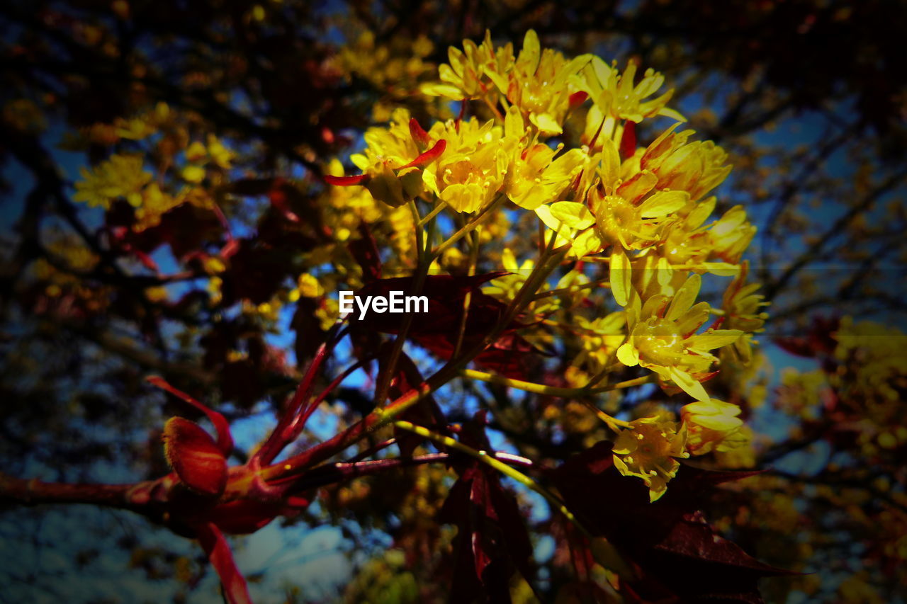 CLOSE-UP OF YELLOW FLOWERING PLANT LEAVES DURING AUTUMN