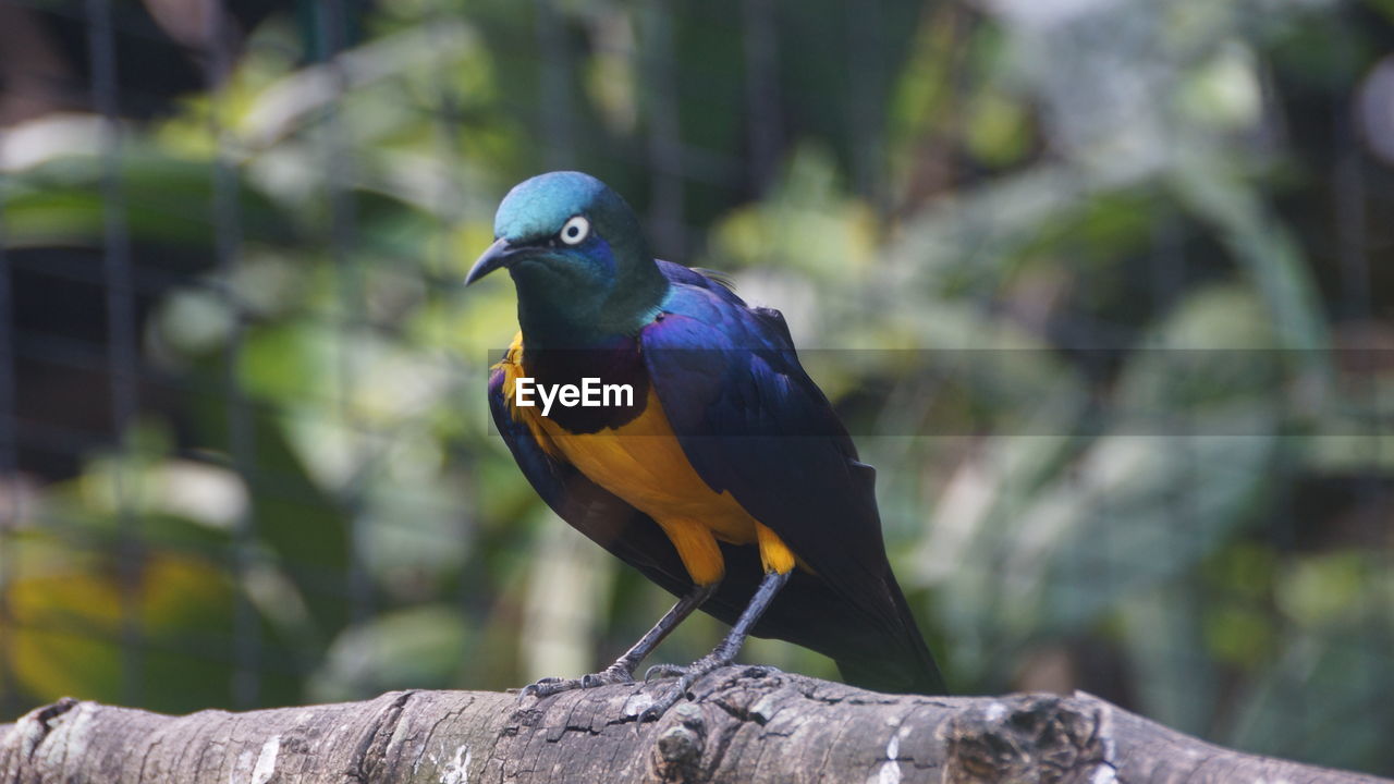 Close-up of bird perching on branch