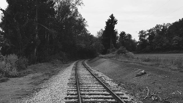 RAILROAD TRACKS IN FOREST