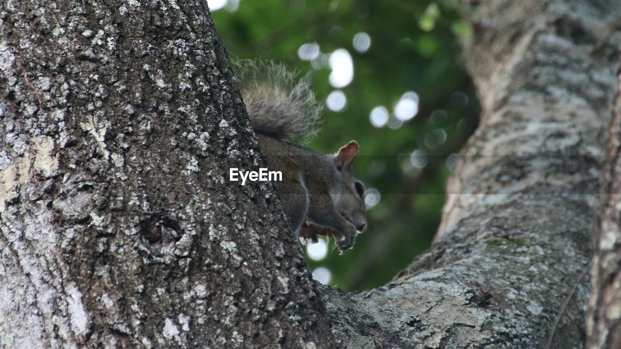 animal, animal themes, tree, animal wildlife, one animal, wildlife, tree trunk, trunk, mammal, plant, squirrel, branch, nature, no people, rodent, outdoors, cute, climbing, day, focus on foreground, low angle view