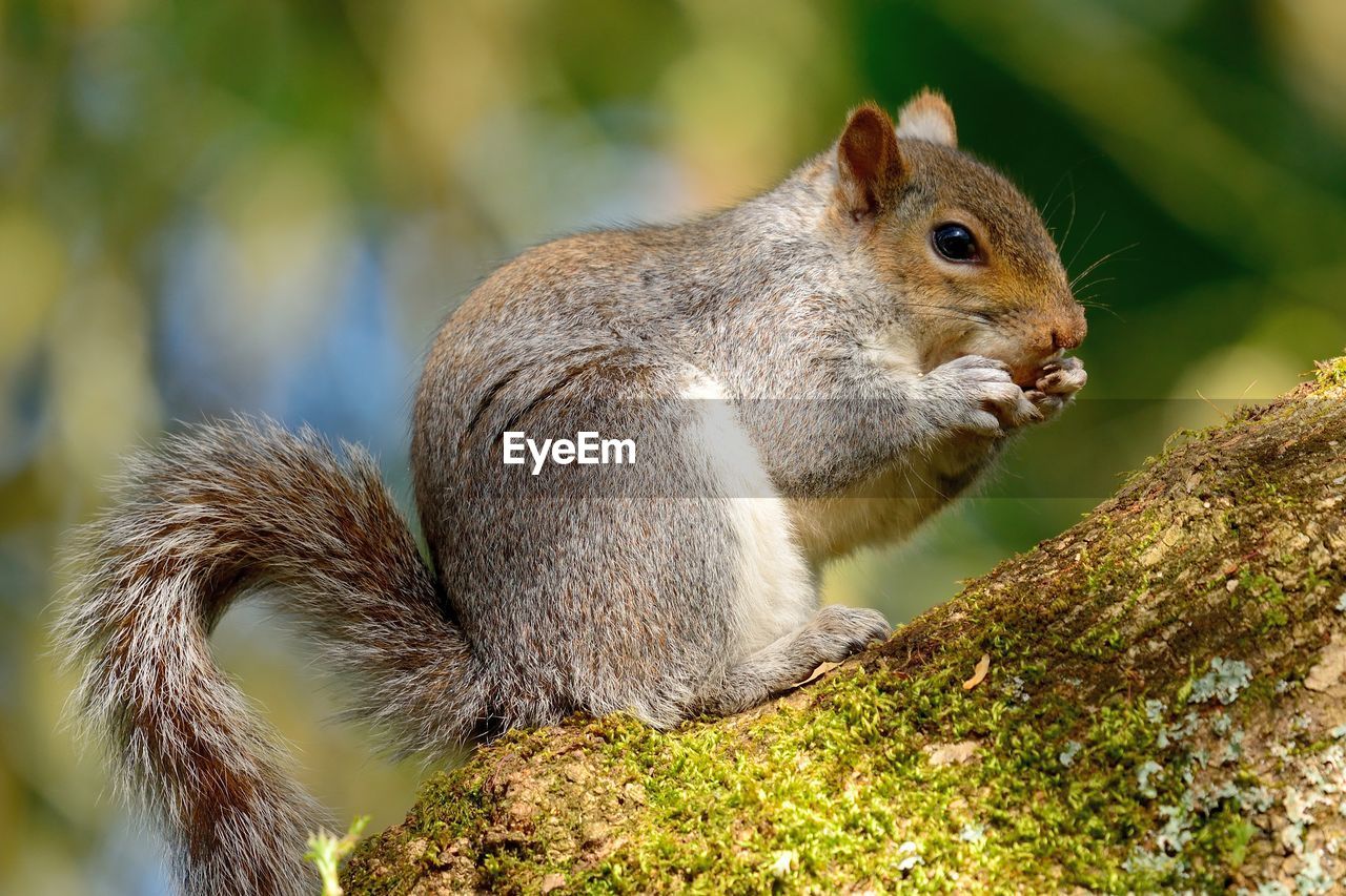 Close-up of squirrel