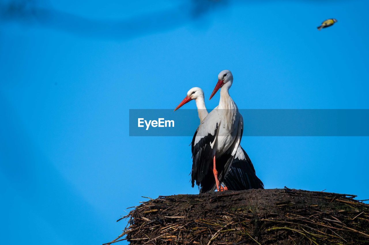 bird, animal themes, animal, white stork, wildlife, animal wildlife, stork, ciconiiformes, blue, animal nest, nature, group of animals, no people, sky, day, beak, low angle view, clear sky, two animals, outdoors, perching