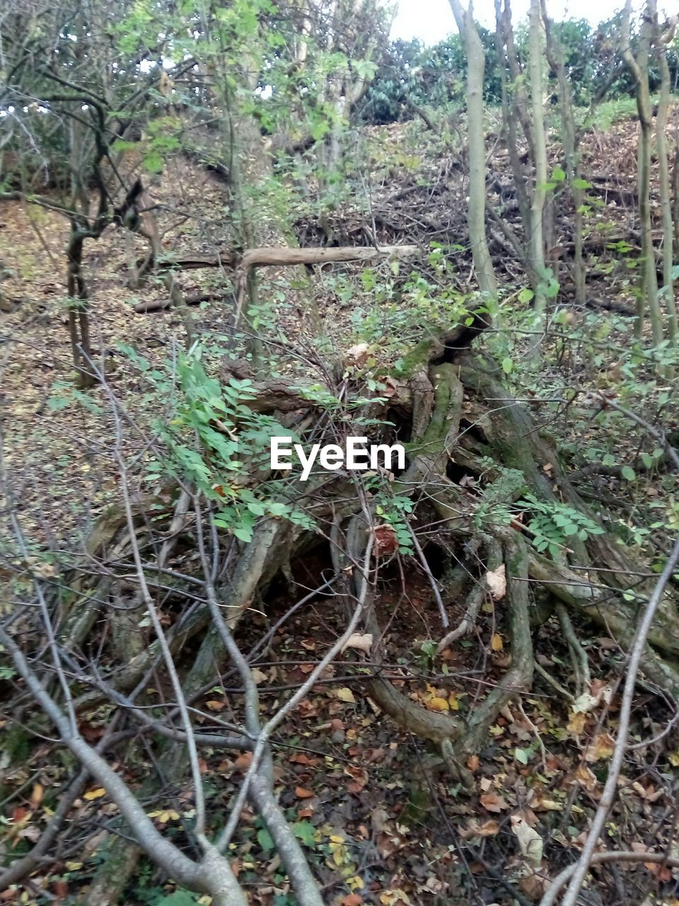 CLOSE-UP VIEW OF TREES IN FOREST