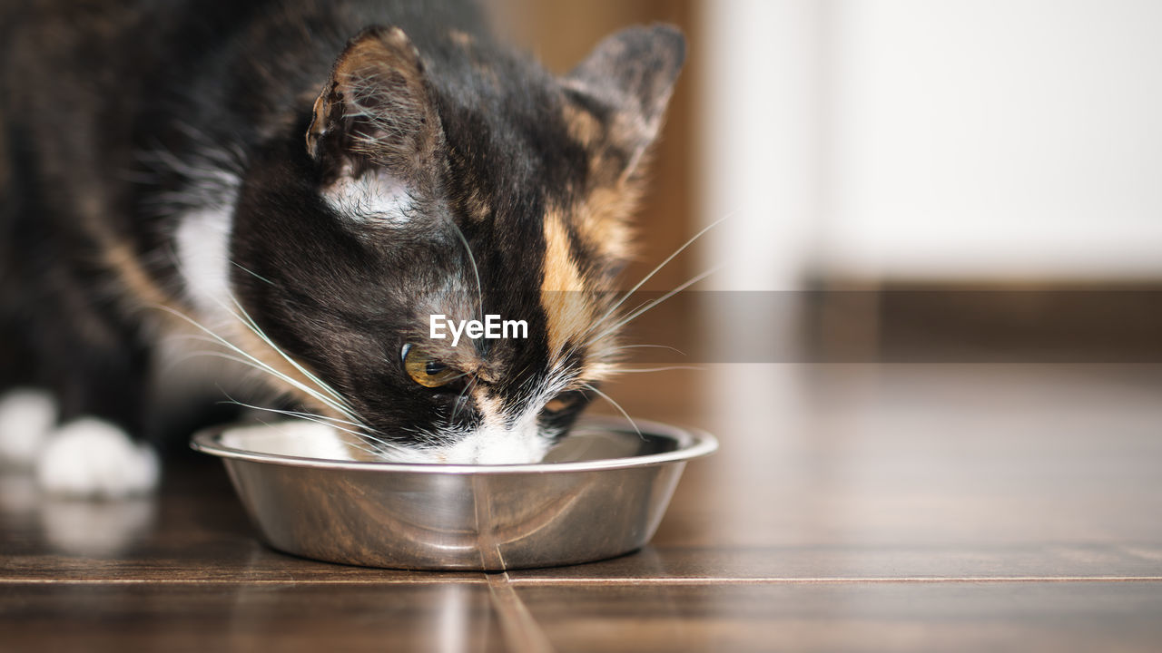 close-up of cat sitting on table